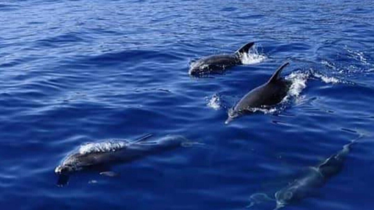 Photo of Others in Los Gigantes