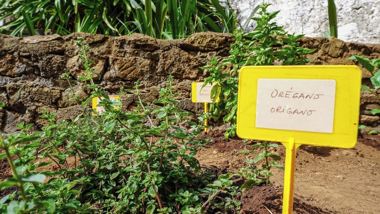 Photo of Outdoor in La Orotava