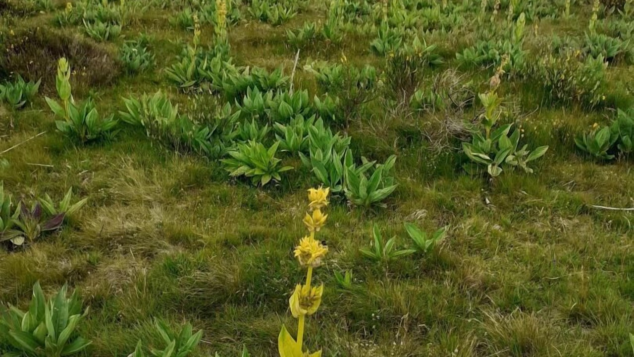 Photo of Outdoor in Perpezat