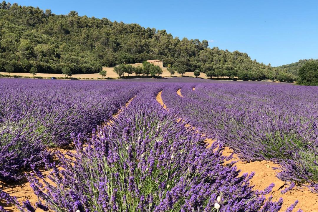 Photo of Others in Valensole