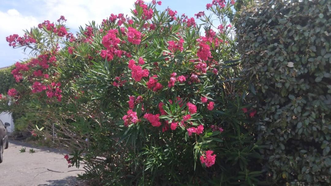 Photo of Outdoor in Sainte-Maxime - Saint-Tropez