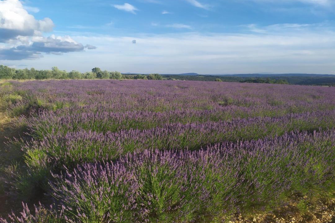 Photo of Others in Valensole