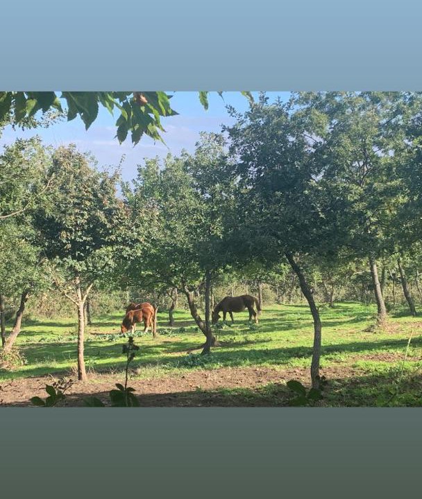 Photo of Others in Melfi