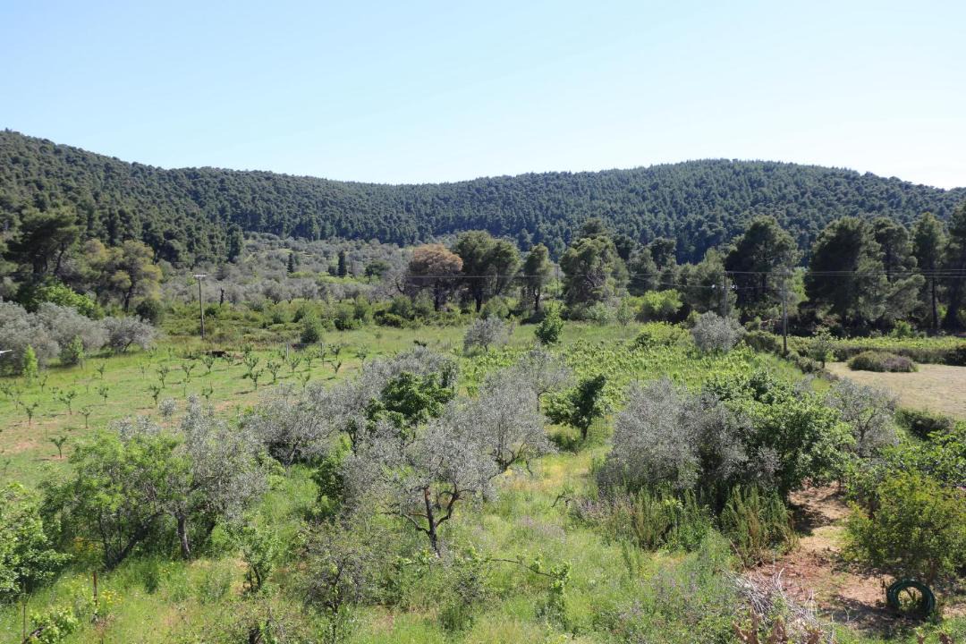 Photo of Others in Alikias