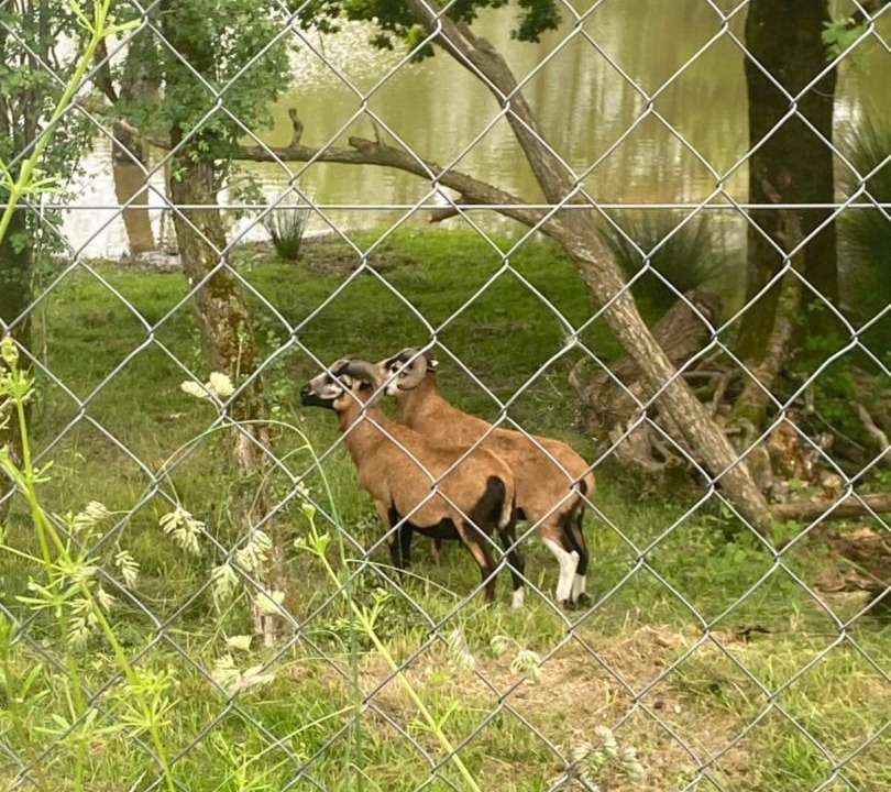 Photo of Others in Saint-Leger-sur-Vouzance