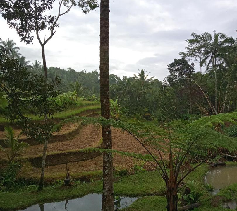 Photo of Others in Wongaya Gede