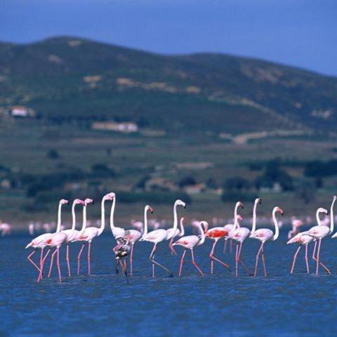 Photo of Others in Menidion