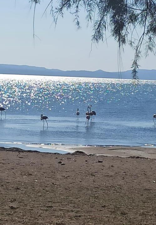 Photo of Others in Skala Kallonis