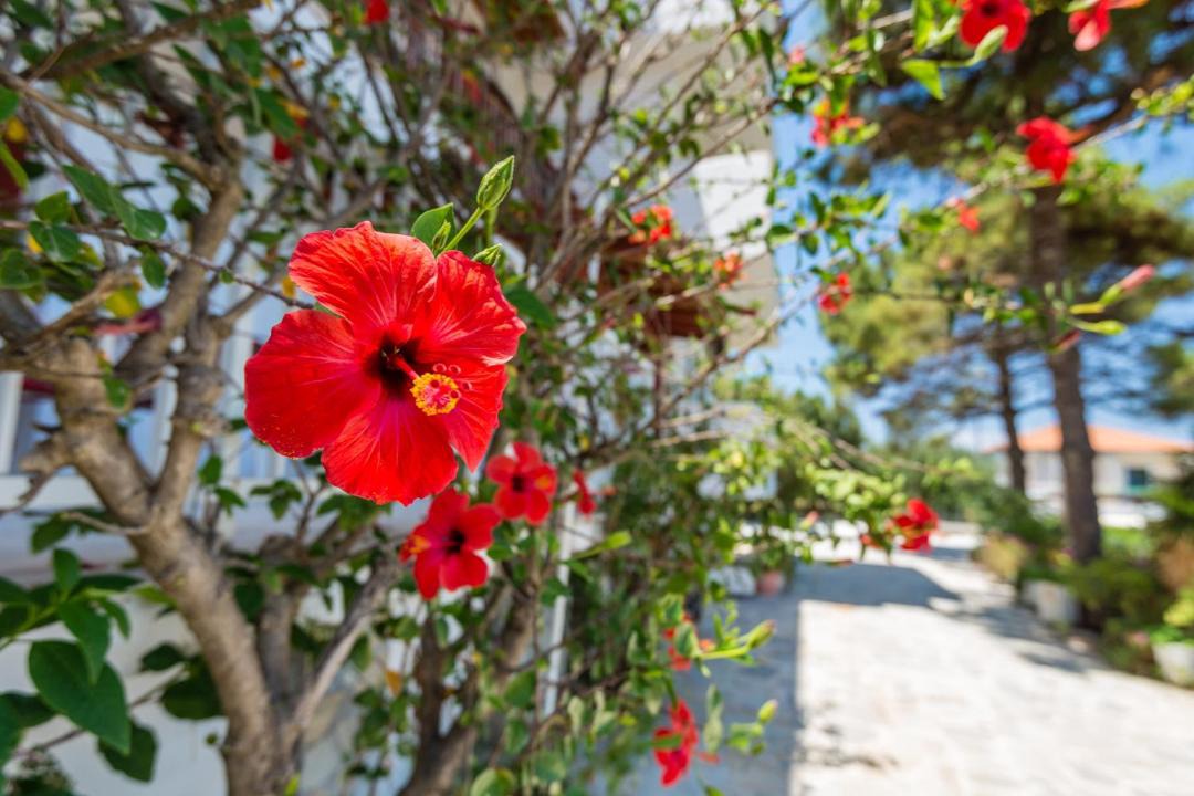 Photo of Others in Alikanas