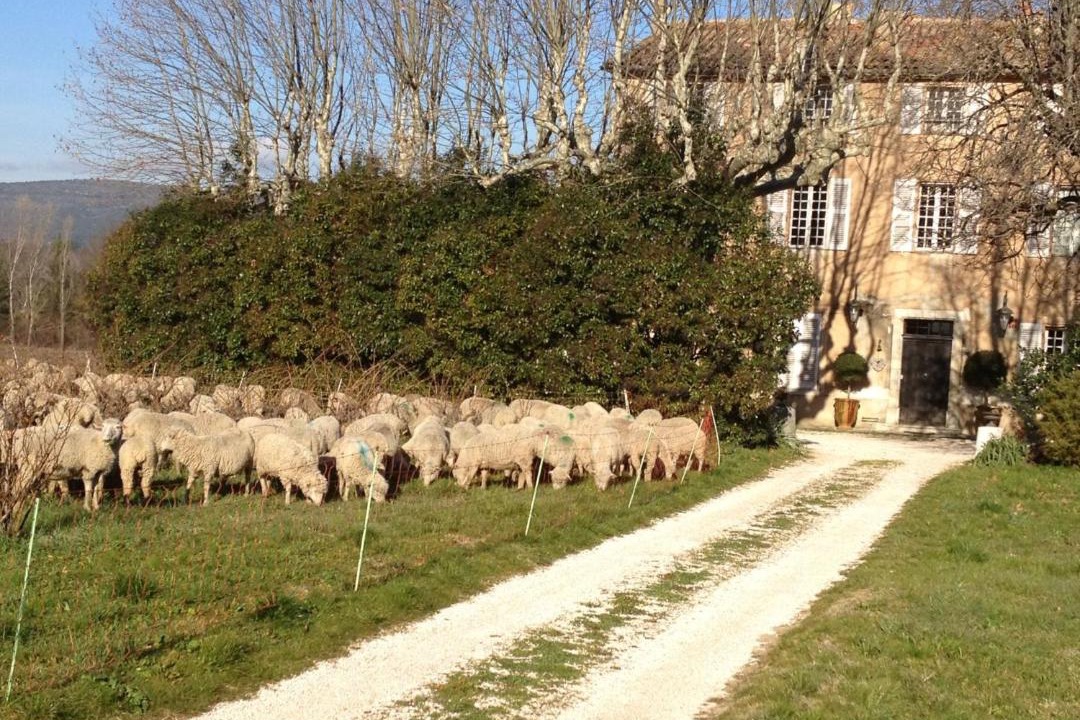Photo of Buildings in Brignoles